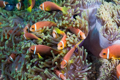 Maldives Anemonefish In Magnificent Anemone Stock Image C0317854