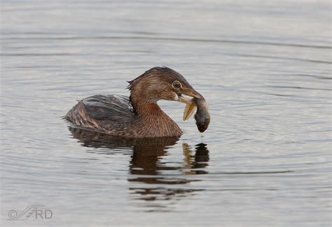 Pied Billed Grebe Feeding Behaviors Feathered Photography