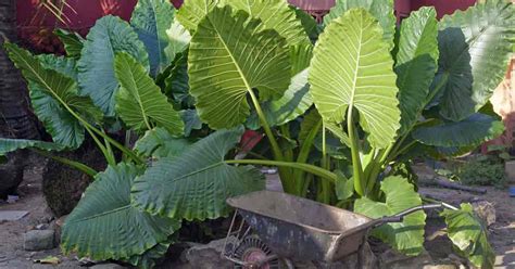 Elephant ears need a constant supply of water. Elephant Ear Plant: Growing and Caring For Giant Elephant Ears