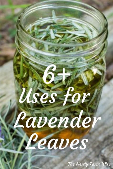 6 Uses For Lavender Leaves Lavender Leaves Healing Herbs Herbs