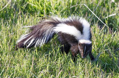 If you have said yes to either question, here is some highly important valuable information that you should know. Keeping and Caring for Skunks as Pets