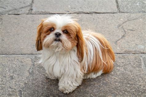 5 Ways To Stop Your Shih Tzu Growling The Quick And Easy Way