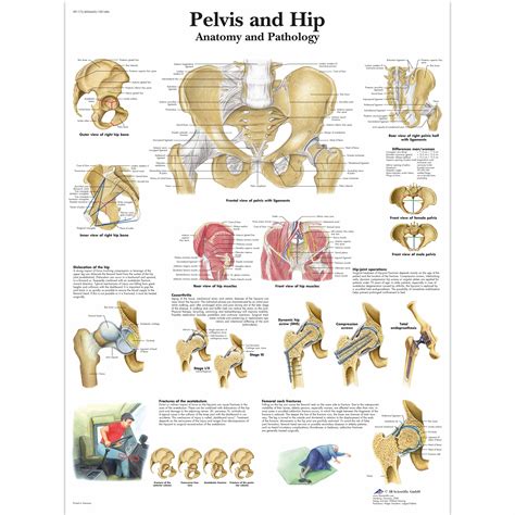 The hip bones (ossa cosarum) meet at the pelvic symphysis ventrally, and articulate with the sacrum dorsally. Pelvis and Hip Chart - Anatomy and Pathology - 1001486 ...