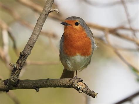 Little Robin Redbreast Evening Song 😊 Robin Redbreast Loo Flickr
