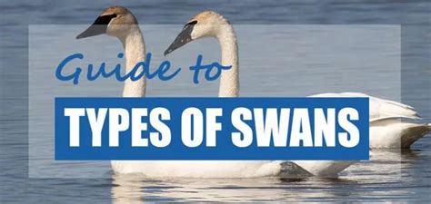 List Of Swan Species Swan Types 2023 How To Identify Pond Informer