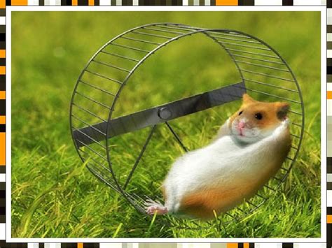 Create Meme Hamster Wheel Hamster Hamster Pictures Meme