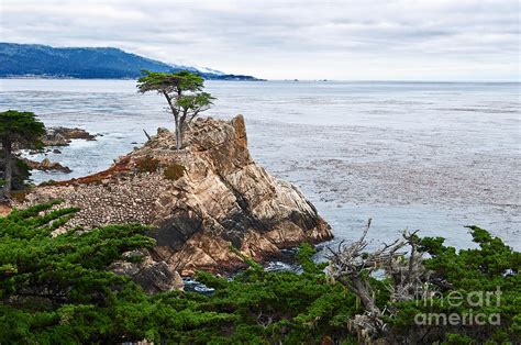 The Famous Lone Cypress Tree At Pebble Beach In Monterey California