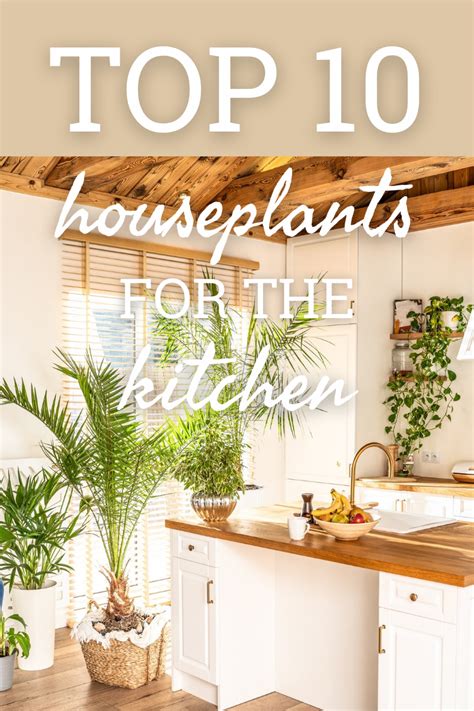 10 Best Kitchen Houseplants Houseplants For Kitchen Counter And More
