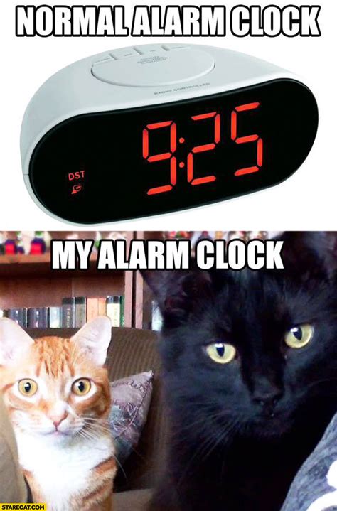 Normal Alarm Clock My Alarm Clock Cats