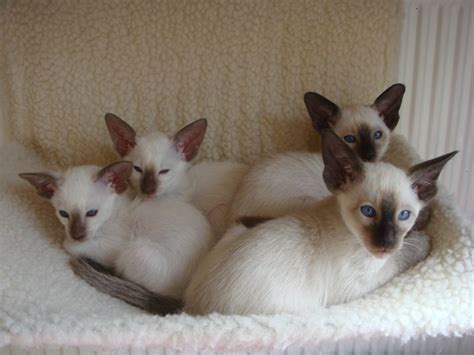 Siamese Kitten What To Consider When Choosing This Cute Pet 2016