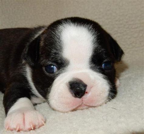 Find the perfect boston terrier puppy for sale in michigan, mi at puppyfind.com. AKC Boston Terrier Puppies - Black Brnidle and White for ...