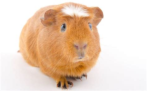 A Complete Guide To Guinea Pig Colors With Photos