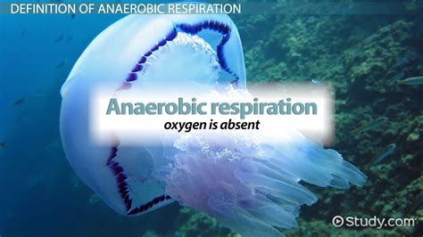 Anaerobic Respiration Definition Equation And Types Lesson