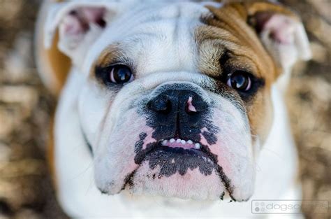 World, international, and grand champion bloodlines. Up close and personal with Poncho, the ENGLISH BULLDOG PUPPY! dogscapes.com :: dog photography ...