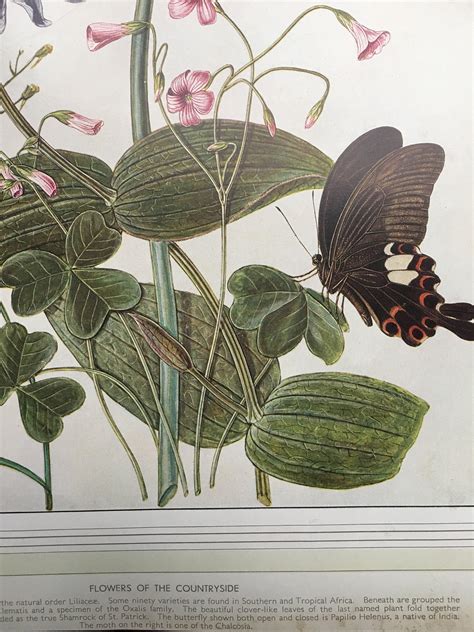 Butterfly And Botanical Print