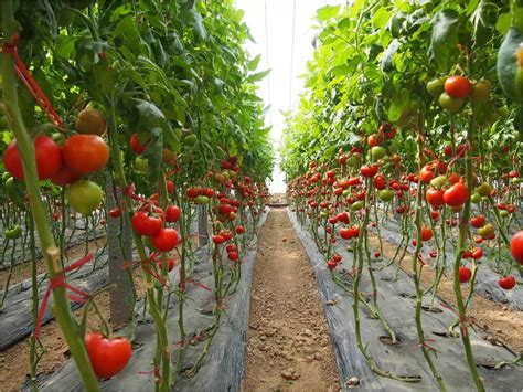 Tomatoes need infrequent, deep watering after they begin to form blossoms, so if you dig out a circular area about 3 inches deep and 1 foot across, and then plant your baby tomato in the depression, it will get the deep watering it needs. Tomatoes and drip irrigation, what you need to know ...