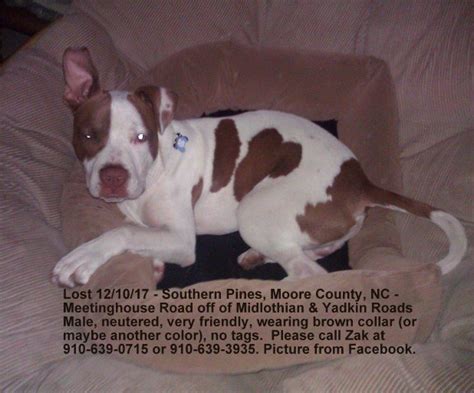 Lost Dog White Pitbull With Brown Spots In Southern Pines Update