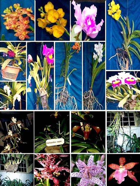 Orchid Phytochemicals Global New Light Of Myanmar