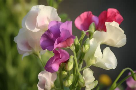 Purple Sweet Pea Flower Meaning Symbolism And Spiritual Significance