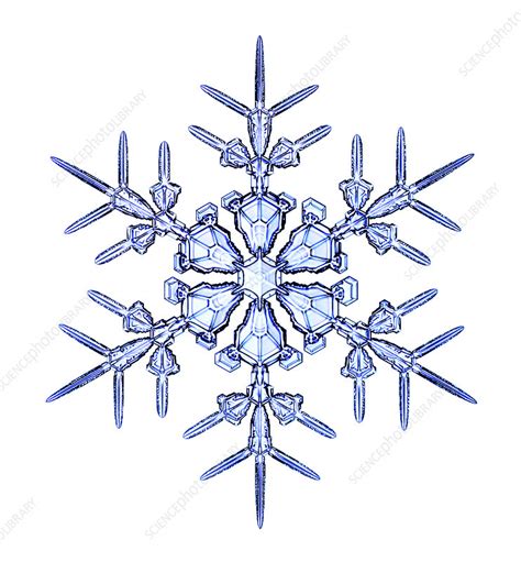 Light Micrograph Of A Stellar Dendrite Snowflake Snowflakes Are