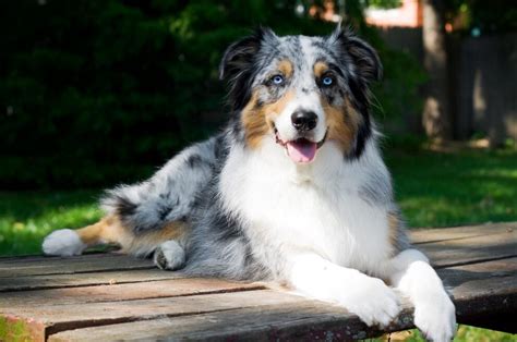 Australian Shepherd Charakter Aussehen Haltung Petbook