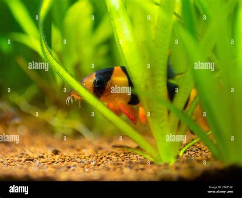 Large Clown Loach Chromobotia Macracanthus Hidden Among The Plants In