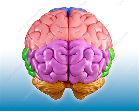 Human Brain Regions Illustration Stock Image F0179856 Science