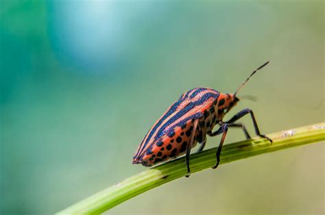 Free Images Nature Leaf Flower Green Insect Bug Fauna