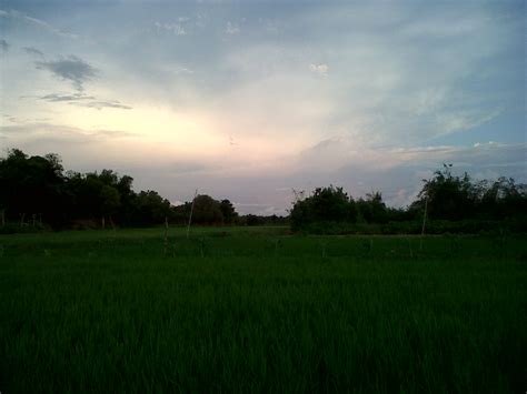 Panorama Sunset Di Sawah Ternak Tuyul
