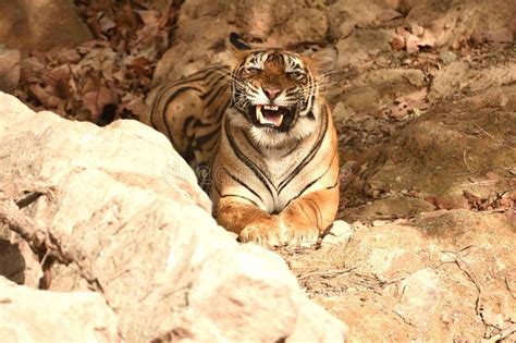 Scary Tiger In The Woods Stock Image Image Of Angry