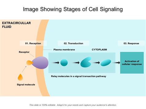 Stages Of Cell Signaling