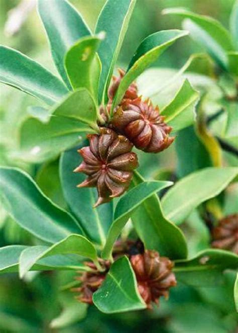 If you are in the market for a star anise substitute, many can offer the same texture and flavor, while others provide a higher level. Star Anise (Illicium verum) in 2020 | Medicinal plants ...