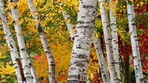 Birch Tree How To Grow 11 Most Common Of Birch Trees