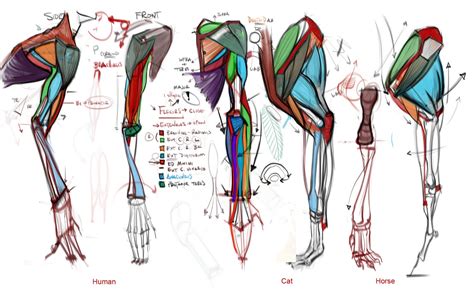 In the arm and shoulder, there are so many important muscles that allow you to move your upper limb. figuredrawing.info news: Comparative Anatomy Lecture ...