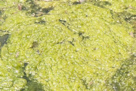 Filamentous Algae Lake Restoration