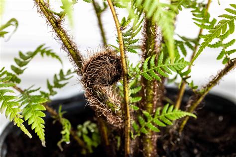 How To Grow And Care For Australian Tree Fern