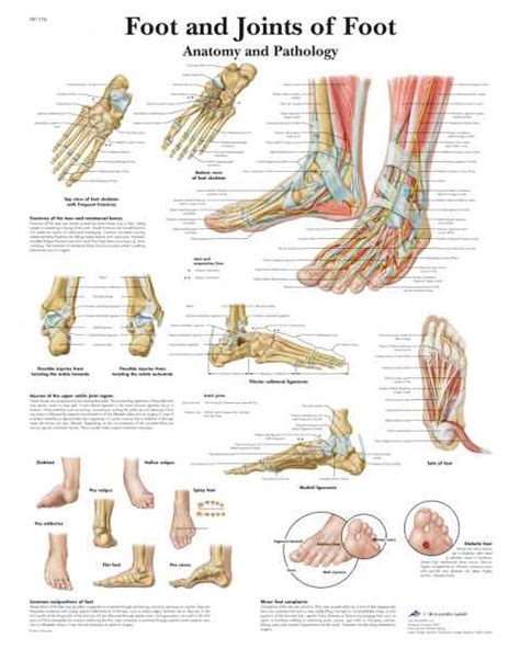 Extremities Anatomical Charts Extremity Anatomy Posters