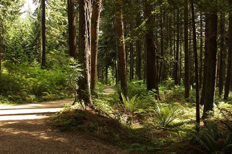 Fonds Decran Canada Parc Forêts Stanley Park Vancouver Arbres Sentier