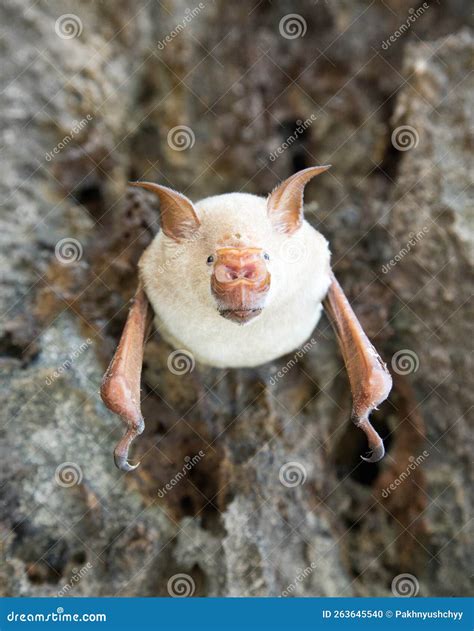 Vampire Bat Are Sleeping In The Cave Hanging Stock Photo Image Of