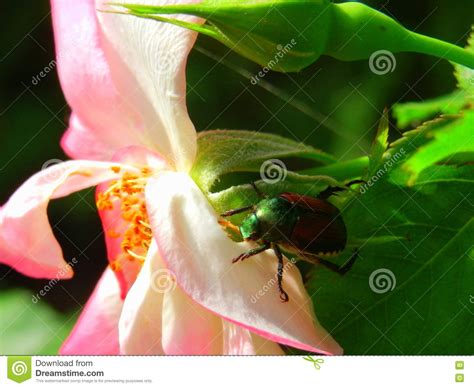 Pink Rosegarden Dangers Japanese Beetle On Rose Petals Stock Photo