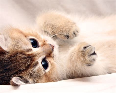 Download Beautiful Kitten Wallpapers Super Cute For Desktop