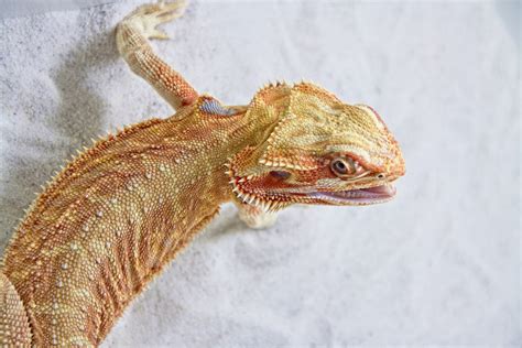 Free Images Animal Fauna Lizard Gecko Close Up Vertebrate Macro