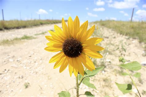 A Big Sunflower At Panorama Point Nebraska Image Free Stock Photo