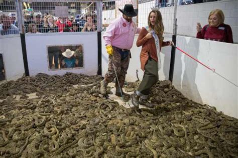 Photos 60th Annual Rattlesnake Roundup In Sweetwater Texas