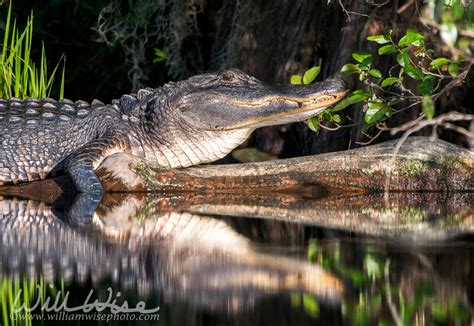 A Very Large And Terrible Creature Okefenokee Photography Project By