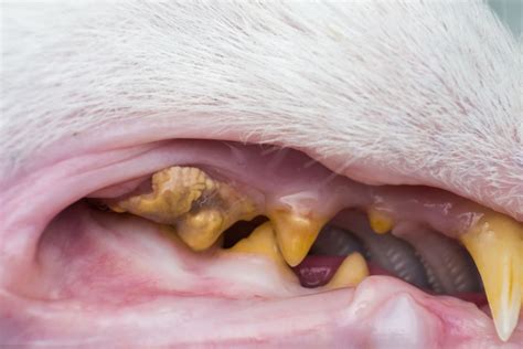 A degenerative disease occurs when parts of the body begin to break down over time. What Do Cats Teeth Look Like When They Fall Out