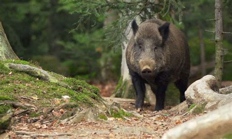 3 Nanghuli Kumatay Ng Baboy Ramo Sa Mt Banahaw Yari