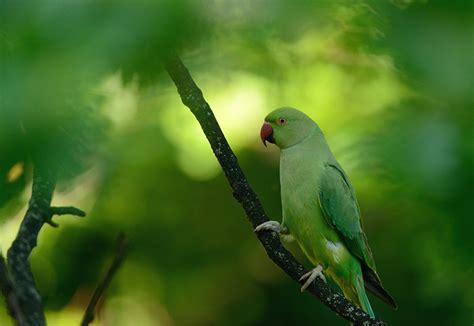 Fonds Decran Psittaciformes Oiseau Rose Ringed Parakeet Branche