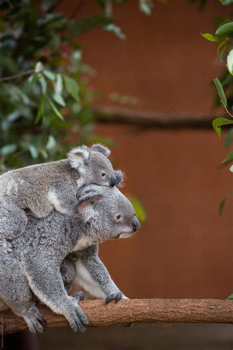 Mother Koala Carrying Two Babies On Her Back And In Her Pouch By