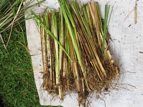 Yuan zong merasa hatinya persis seperti akar teratai ini, tertusuk lagi dan lagi oleh sosok menggoda xia yao. Mandiri Flower: Petani Rumput Vetiver(akar wangi) dan Jual ...